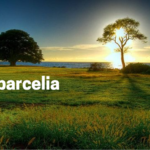 barcelia