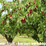 Brouwer Fruit - Kersen Verkoop