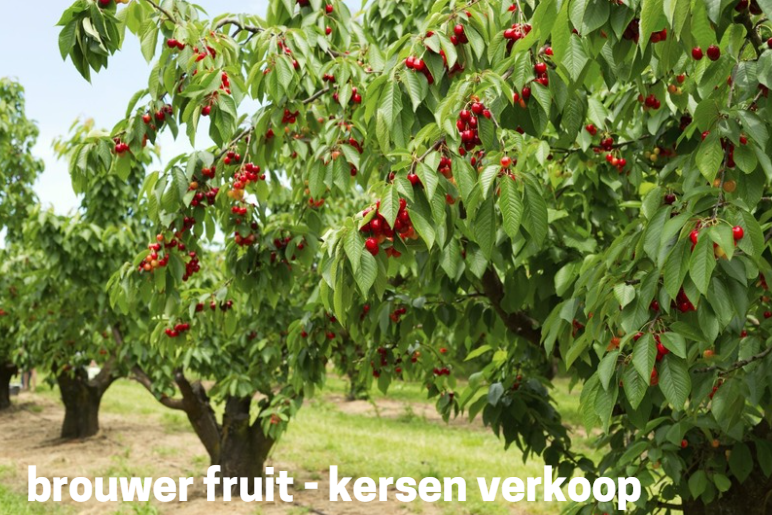 Brouwer Fruit - Kersen Verkoop