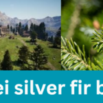 pax dei silver fir branch