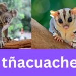 tñacuache