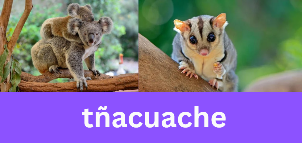 tñacuache