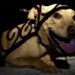 How to Prepare Your Dog for a Stress-Free Overnight Boarding Experience