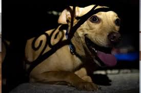 How to Prepare Your Dog for a Stress-Free Overnight Boarding Experience